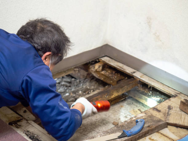 Best Attic Mold Removal  in Taos, NM