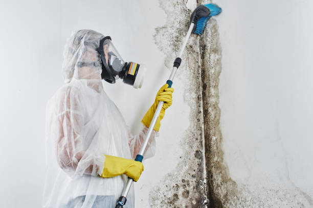 Crawl Space Mold Removal in Taos, NM