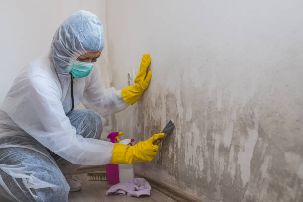 Taos, NM Mold Removal Company