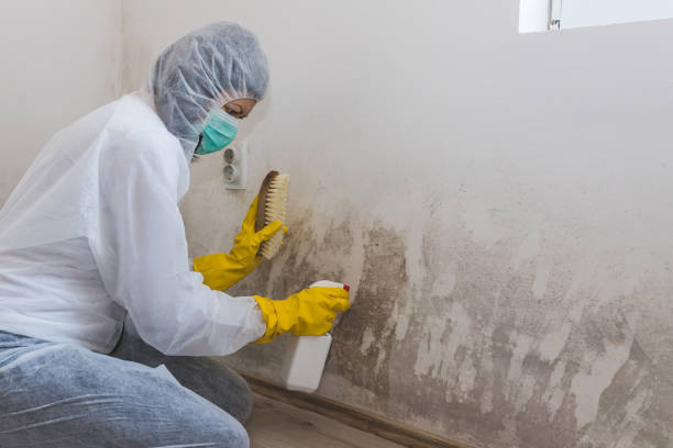 Best Mold Remediation  in Taos, NM