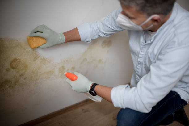 Best Crawl Space Mold Removal  in Taos, NM