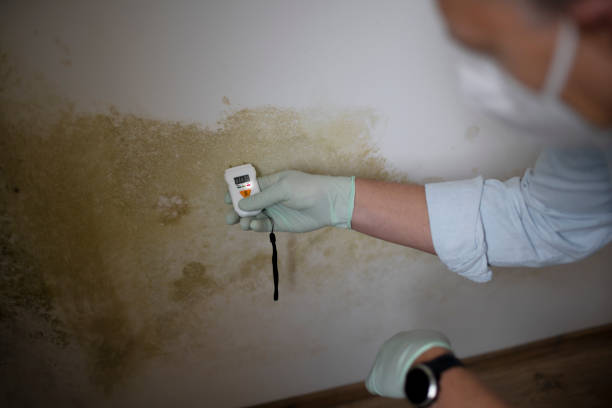 Best Commercial Mold Removal  in Taos, NM