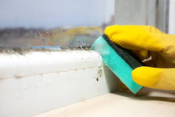 Best Mold Remediation  in Taos, NM