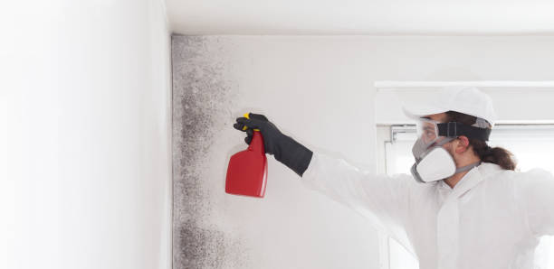 Best Mold Cleaning Services  in Taos, NM