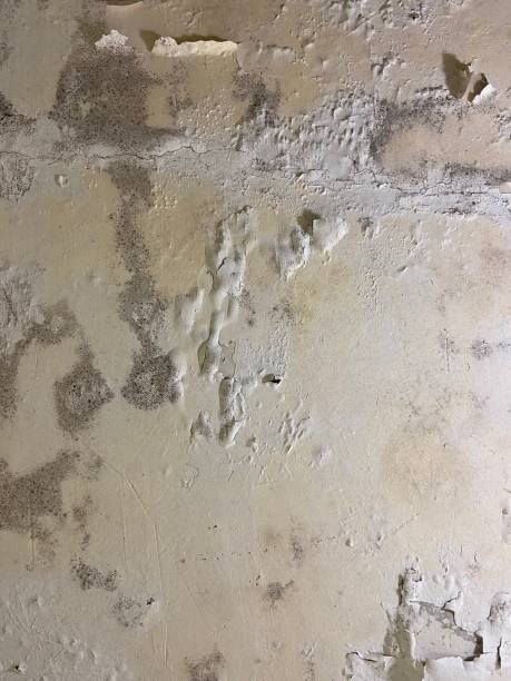 Best Residential Mold Removal  in Taos, NM