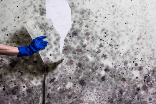 Best Mold Testing  in Taos, NM